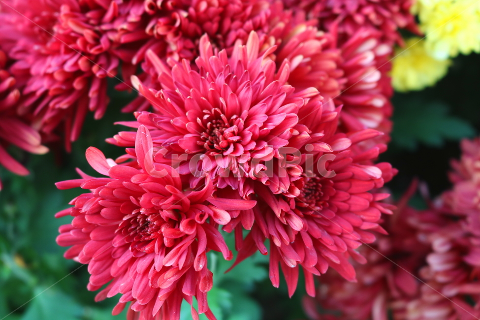 국화,꽃,국화꽃,식물,자연,가을,빨간색꽃,붉은색국화,식물,자연,plants,nature,꽃,flower
