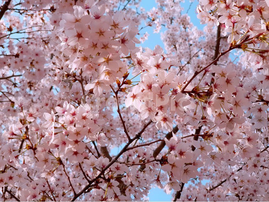 spring,봄,cherryblossom,벚꽃,plant,식물,flower,꽃,blossom,pinkflowers,봄,계절,spring,season,식물,자연,plants,nature,꽃,flower