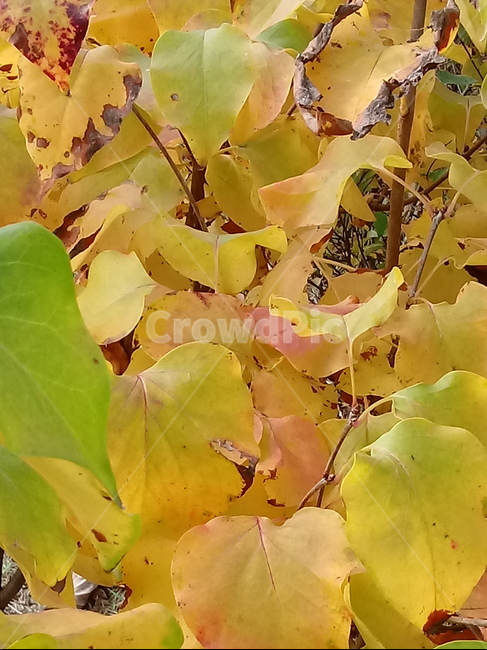 단풍,잎,나뭇잎,식물,나무,tree,leaf,plant,식물,자연,plants,nature