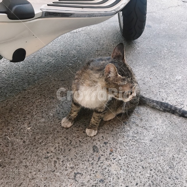 포유류,mammal,animal,동물,고양이,동물,animal,포유류,mammal,고양이,cat,kitten,kitty