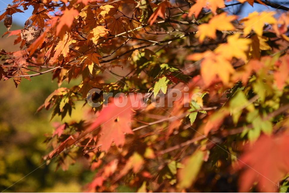 가을,단풍,단풍잎,가을느낌,주황색,나뭇잎,나무,가을,계절,fall,autumn,season,leaf,잎,plant,식물,tree,maple