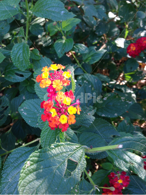 꽃,나뭇잎,꽃잎,봄,배경,풀,자연,식물,자연,plants,nature,꽃,flower