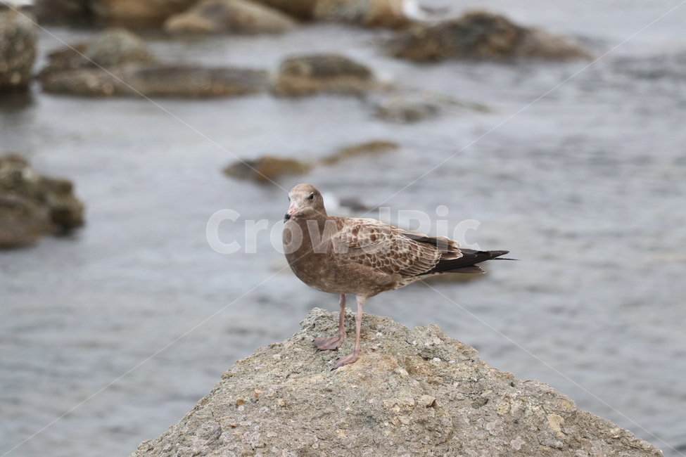 갈매기,바다새,새,해고양이,laruscanus,동물,animal,조류,새,birds