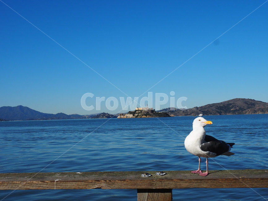 bird,새,바다,샌프란시스코,갈매기,동물,animal,조류,새,birds