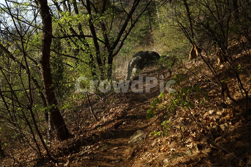 숲,자연,나무,그림자,가지,tree