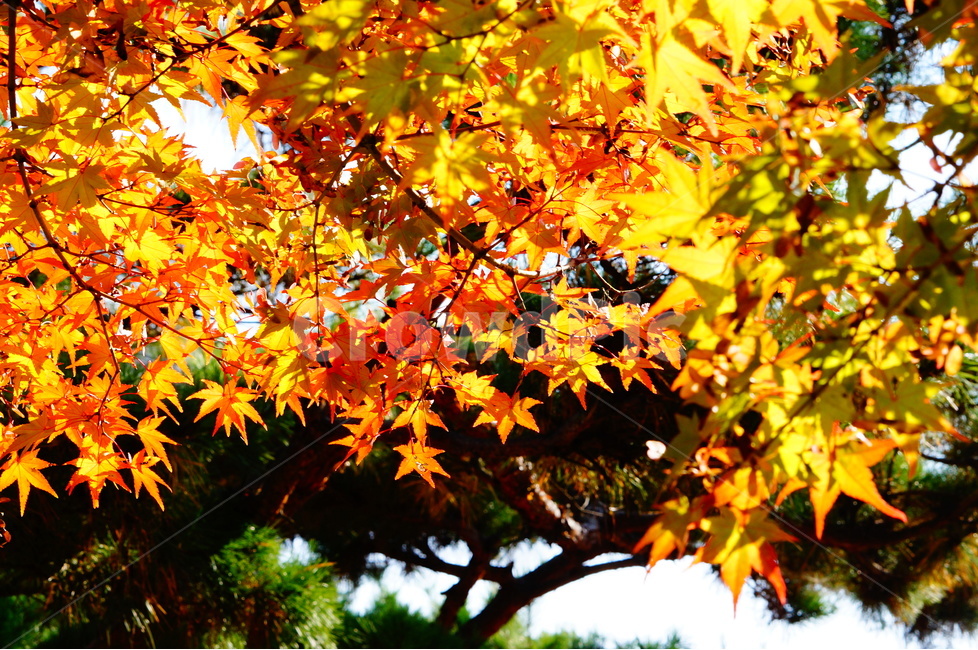 단풍,가을,풍경,빛,해,나무,가을,계절,fall,autumn,season,식물,자연,plants,nature,나무,trees,wood,plant,leaf,잎,tree,maple