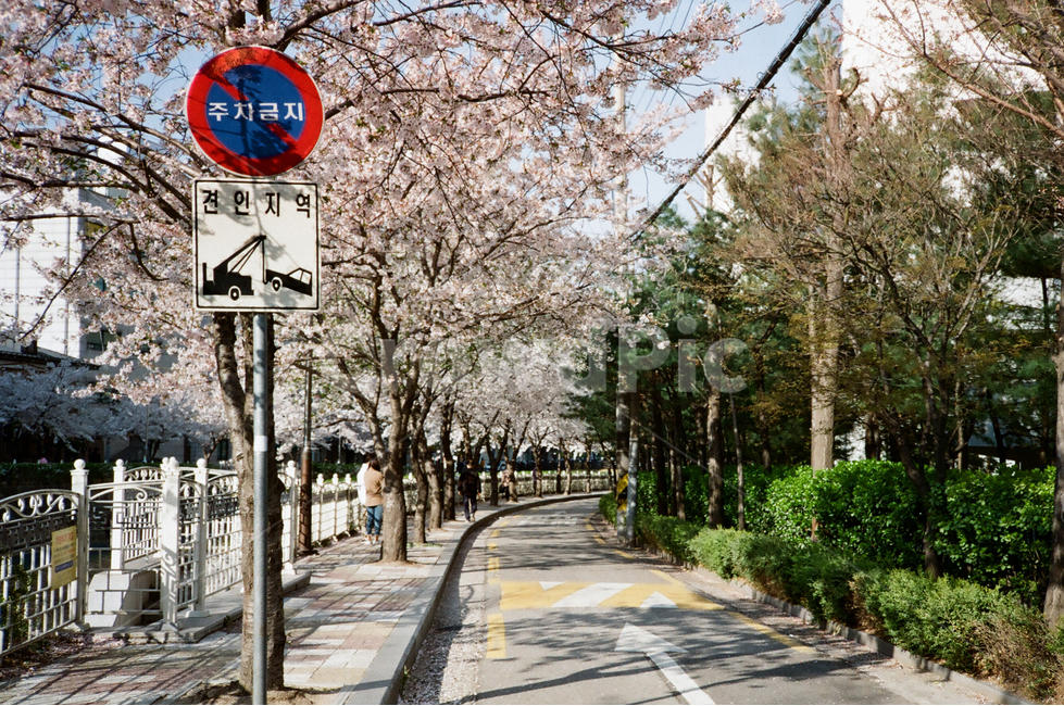 벚꽃,봄,햇빛,표지판,거리