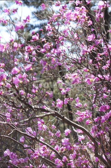진달래,핑크,분홍,4월,식용,봄,빛,산,봄,계절,spring,season,식물,자연,plants,nature,꽃,flower,plant,blossom