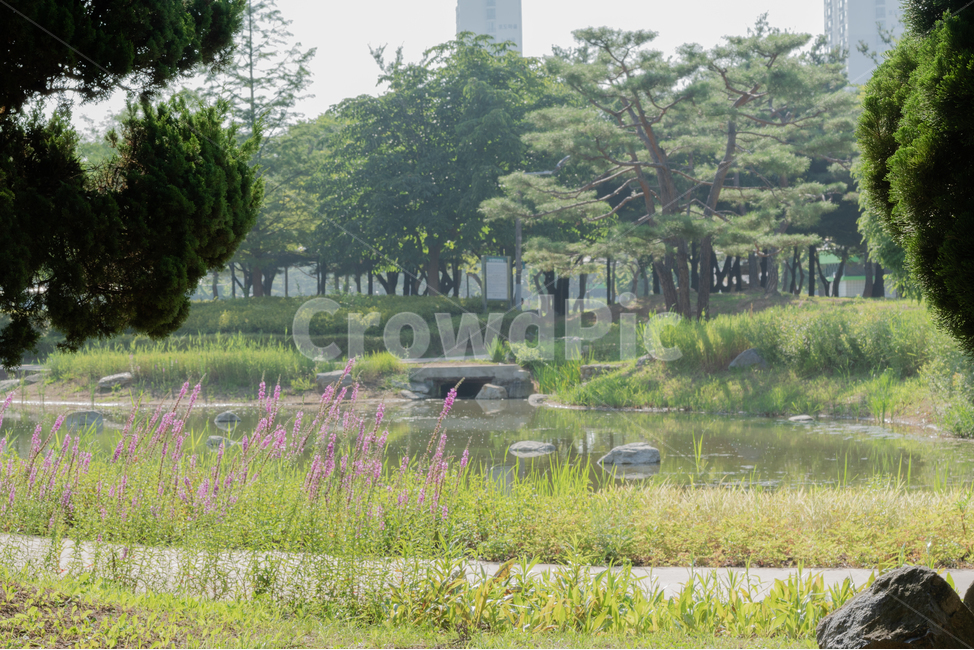 부천,중앙공원,연못,풍경,감성,감정,꽃,바위,보라색,산책로,landscape,자연,풍경,nature,landscape,plant,식물