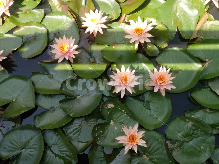 수련,다년생초본식물,수생식물,이판화,쌍자엽식물,자우련,waterlily