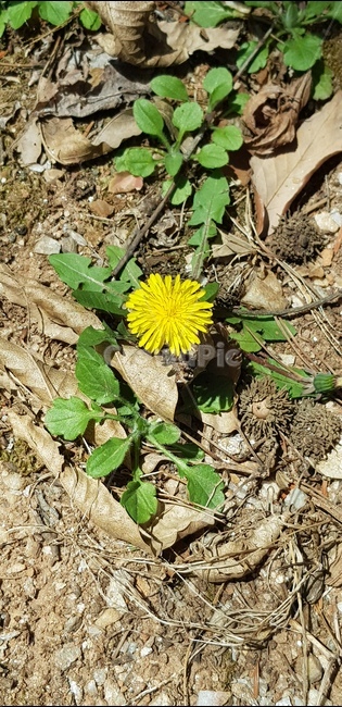 민들레,봄,노란색,들꽃,산,산책,식물,들풀,낙엽