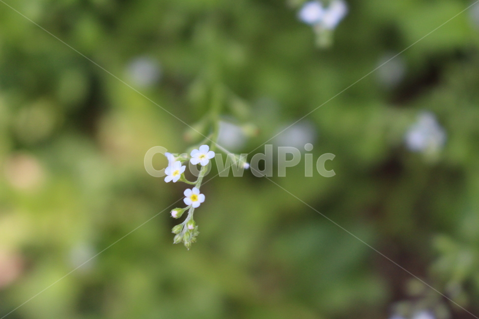plant,식물,flower,꽃,blossom,봄,spring,자연,nature,야외,공원,park