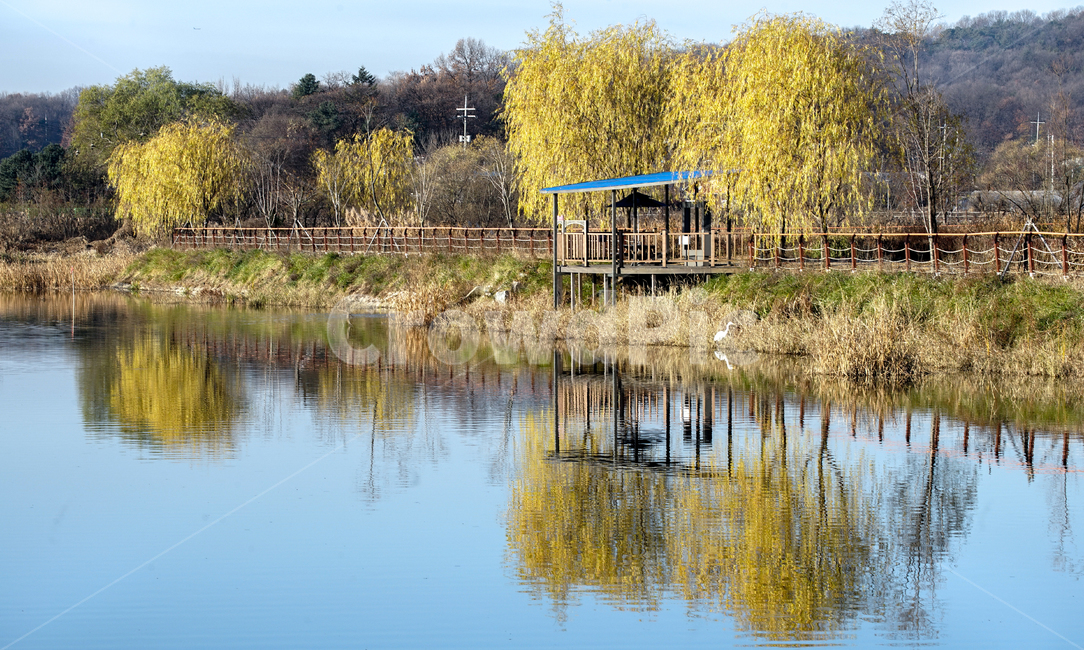 호수,나무,단풍,경치,풍경,왜가리,새,조류,반영,투영,계절,가을,계절,fall,autumn,season,자연,풍경,nature,landscape,water,물,outdoors,옥외,land,땅