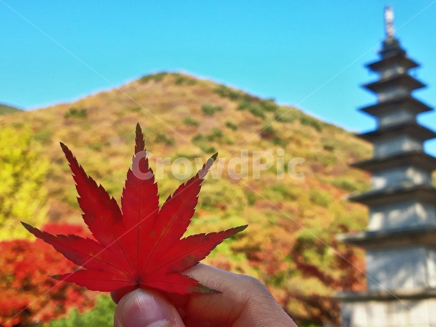 가을,단풍,낙엽,사계절,절,leaf,plant,tree,잎,나무