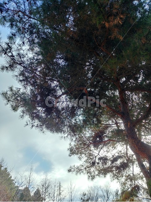 하늘,풍경,자연,나무,구름,sky,자연,풍경,nature,landscape,식물,plants,나무,trees,wood,tree,plant,tree trunk,나무 줄기