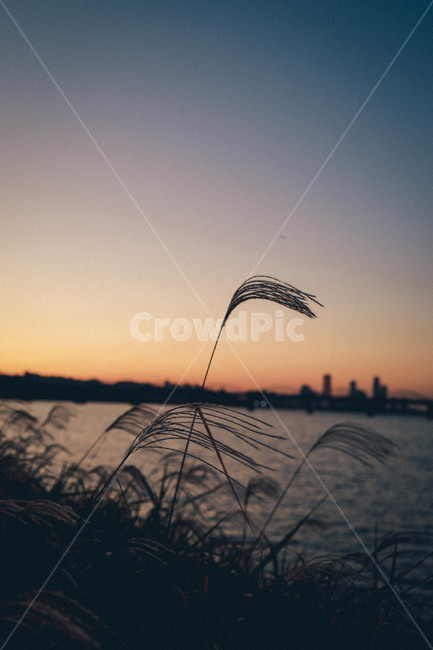 억새,갈대,가을,풍경,노을,야경,밤,풍경,nightscape,night,landscape,식물,자연,plants,nature