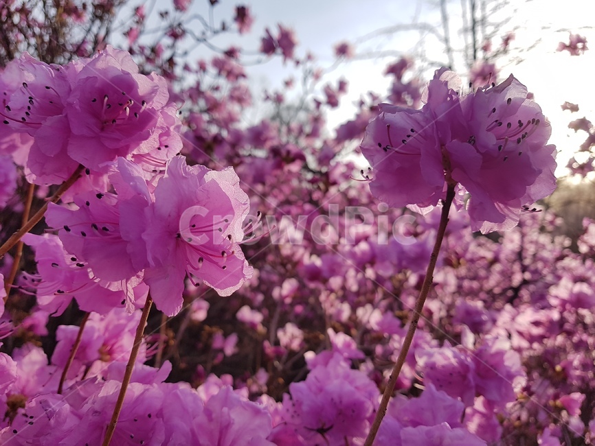 자연,봄,진달래,꽃,배경,핑크,하늘,봄,계절,spring,season,식물,자연,plants,nature,꽃,flower,plant,blossom