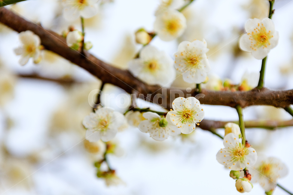 매화,식물,꽃,봄,꽃들,꽃잎,봄,계절,spring,season,식물,자연,plants,nature,꽃,flower,plant