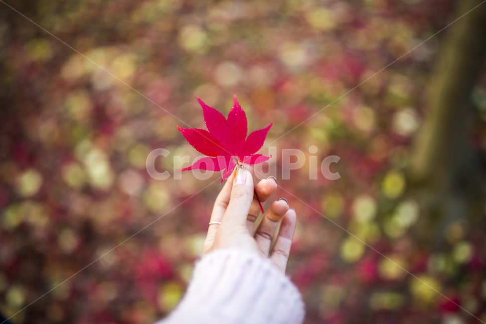 단풍,낙엽,가을,벤치,공원,감성,손,산책,여자손,신체일부,잎,사람,스냅,계절,식물,풍경배경,배경,가을배경