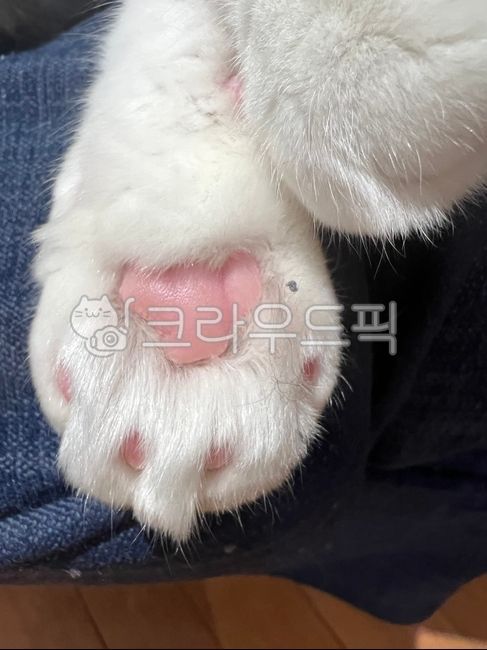 고양이,발바닥,동물,고양이발,발,손,cat,paw
