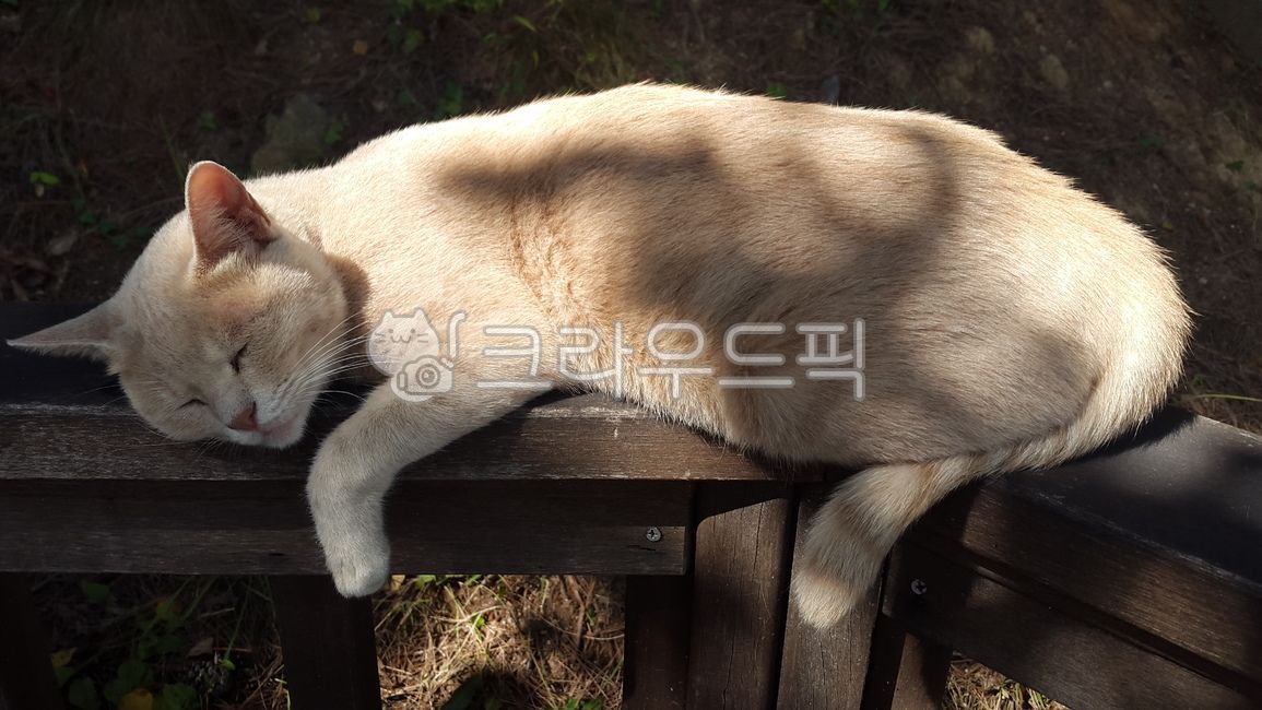 laid back,Meow,lazy,relaxed,stray cat,cat,nap,wildlife,warmth,comfort,boring,sunlight,leisurely,wild cat,comfortable,animal,wild,mammalia