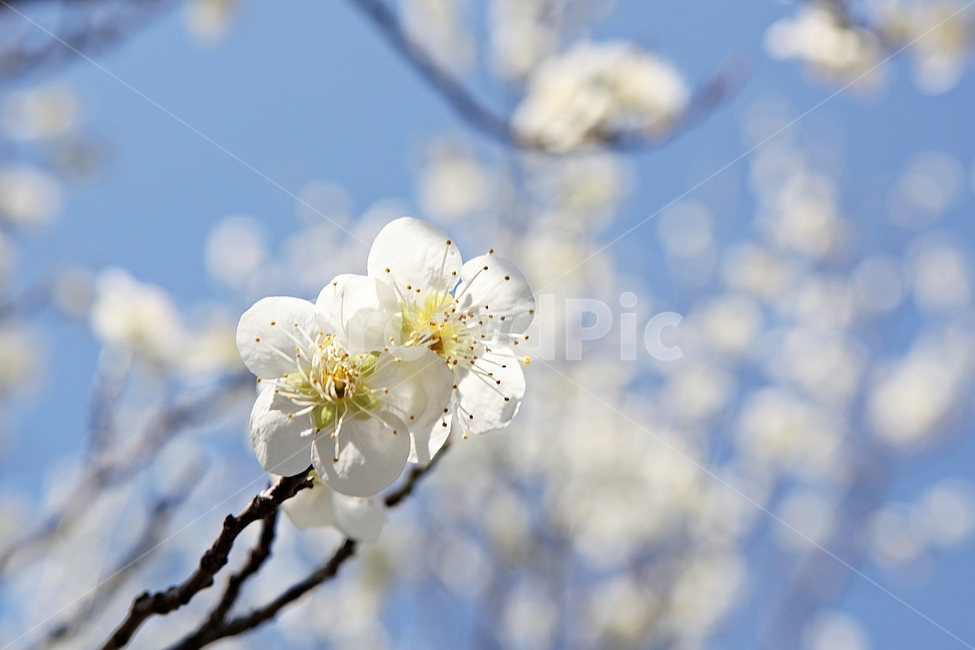 매화곷,매화,꽃,꽃잎,봄꽃,봄,식물,자연,공원,식물,자연,plants,nature,꽃,flower