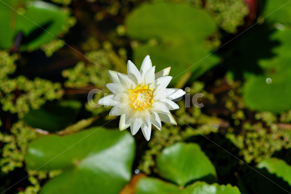 식물,자연,수련,꽃,플라워,식물,자연,plants,nature,꽃,flower