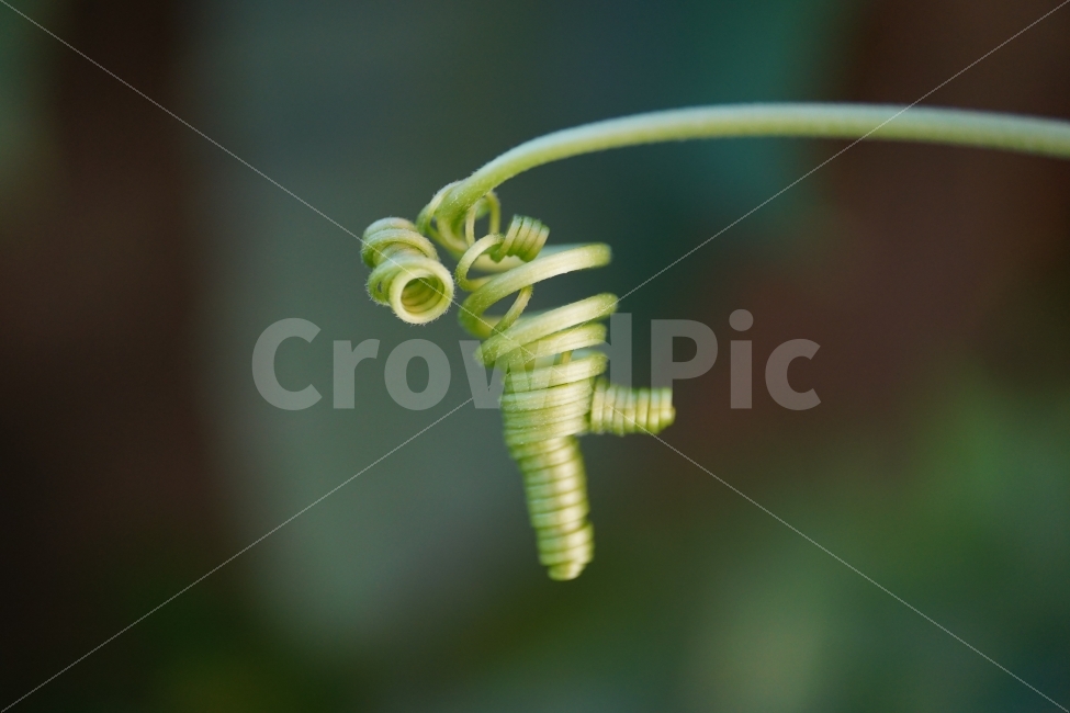 식물,plant,plants,vegetable,flora,자연,nature,꼬불꼬불,줄기,식물줄기,덩굴,덩굴식물,스냅,스넵,스냅사진,스넵사진,감성,감성사진,힐링,힐링사진,snap,snapshot,신비,신비한,신비하다,신기,신기한,신기하다,이파리,여름,계절,summer,season,라인,line,선,꼬이다,꼬인,얽힌,얽히다,신선한,신선하다,상큼,상큼한,상큼하다,싱그러운,싱그럽다,싱그러움,한국의자연,한국자연,korea,초가을,늦여름,autumn,fall,9월,September,식물,자연,plants,nature