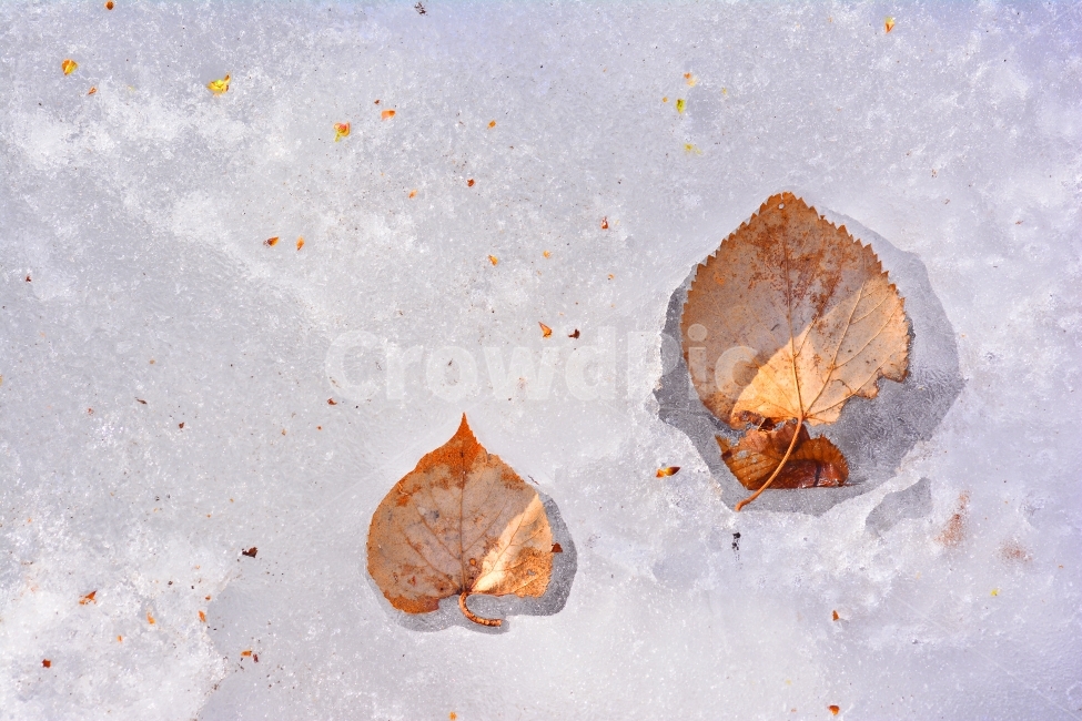 memory,pattern,winter,ice,two,transparent,arrangement,trace,fallen leaves,composition,draft,advertisement,season,Emotion,image,shear,nature,edit,texture,mobile,leaf,Contrast,longing,side by side,sunlight,White,Valley,contents,background,plant,magazine,Wal