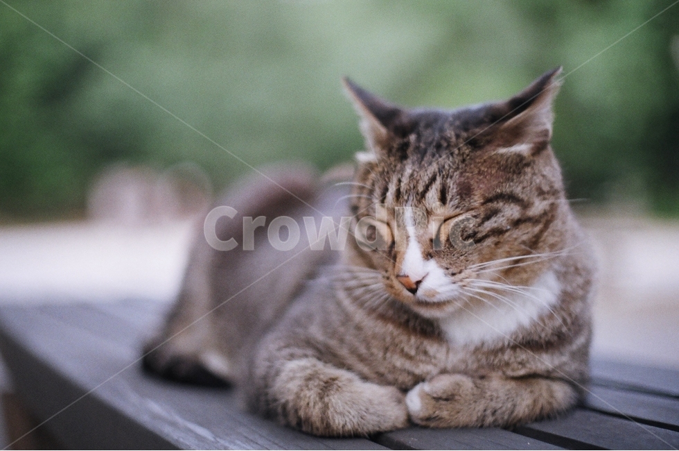 고양이,cat,낮잠,냐옹이,졸음,피곤,동물,animal,포유류,mammal,고양이,cat,kitten,kitty