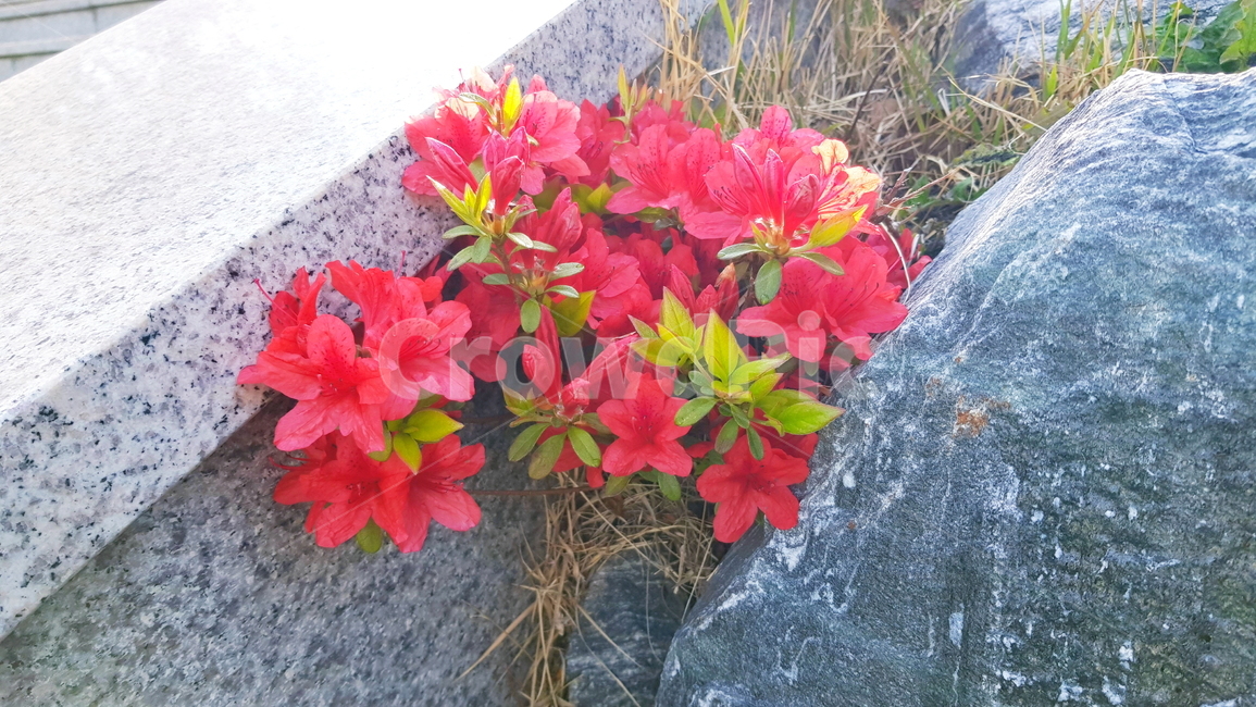 꽃나무,봄,자연,정원,가든,식물,자연,plants,nature,꽃,flower