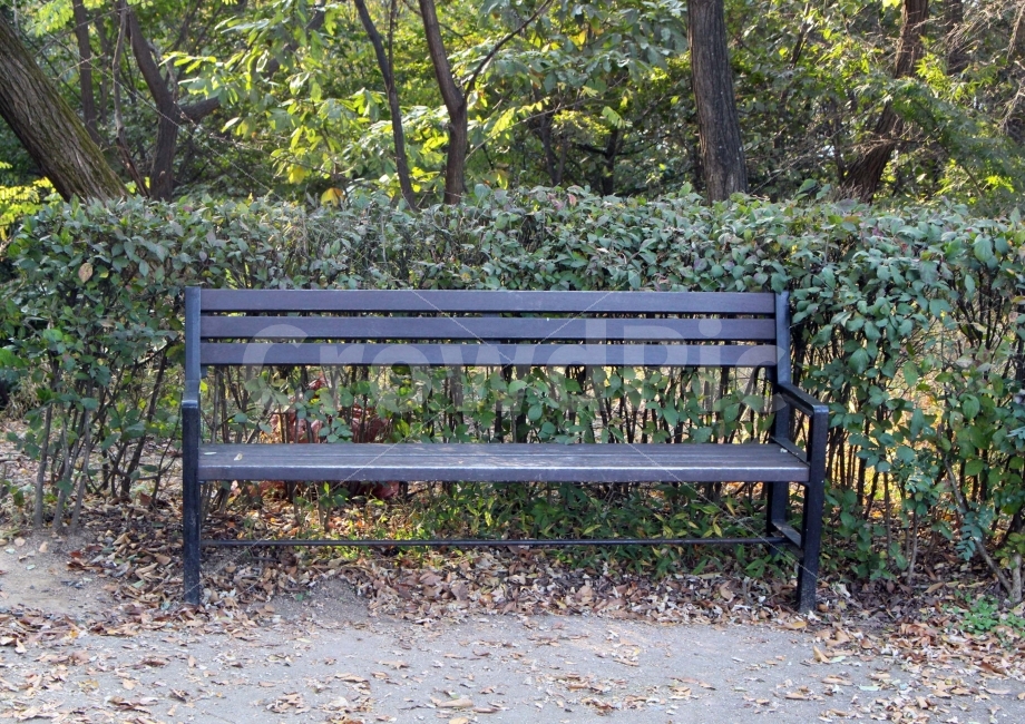 숲,숲속,벤치,의자,쉼,쉼터,나들이,산책,야외,소풍,나무,식물,봄,여름,햇빛,햇살,사물,물건,오브젝트,thing,object,matter