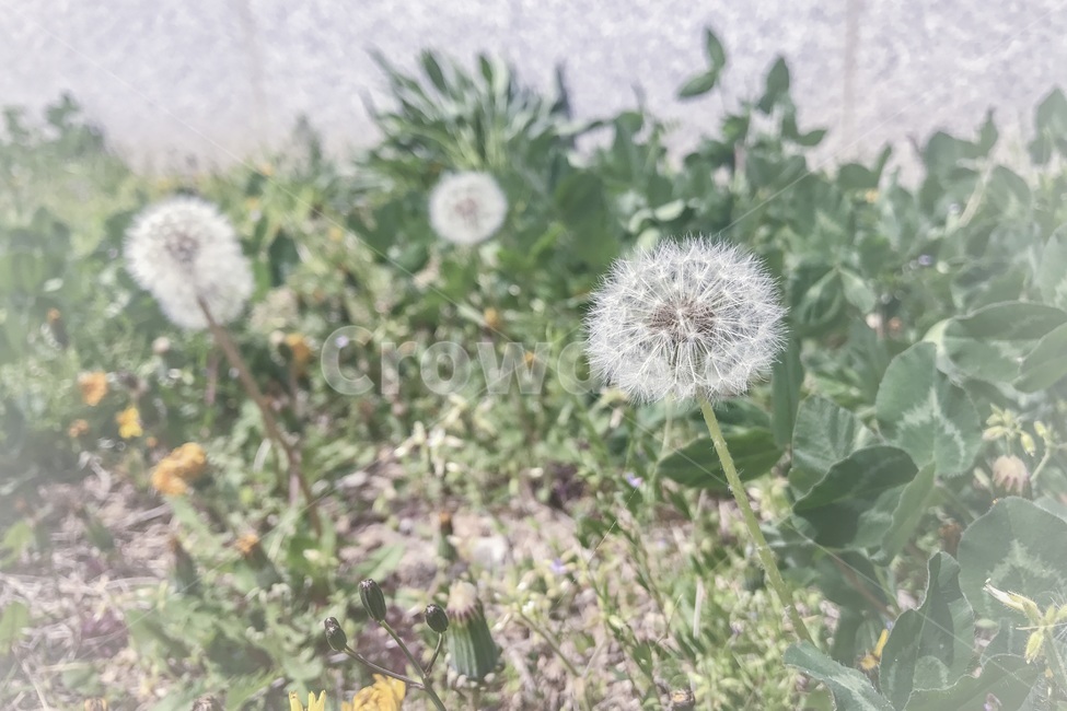 봄,여름,아름다움,자연,꽃,민들레,홀씨,식물,자연,plants,nature,꽃,flower