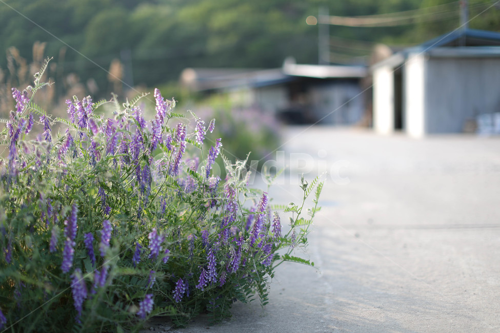 전원,시골풍경,시골길,꽃길,마을,보라꽃,자연,꽃,식물,자연,plants,nature,꽃,flower