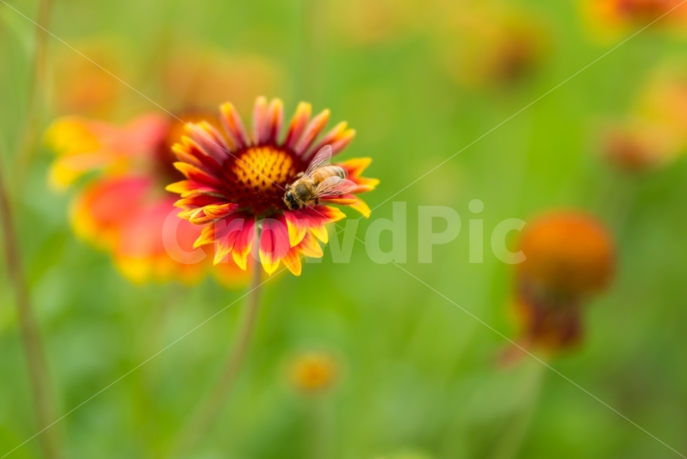 데이지,들꽃,꽃,꿀벌,벌,노랑색,풀,식물,자연,날개,곤충,배경,green,background,yellow,garden,bee,flower,nature,plant,정원,농장,화단,주황색,배경이미지,배경화면,바탕화면,식물,자연,plants,nature,꽃,flower,동물,animal,곤충,벌레,insect,bug