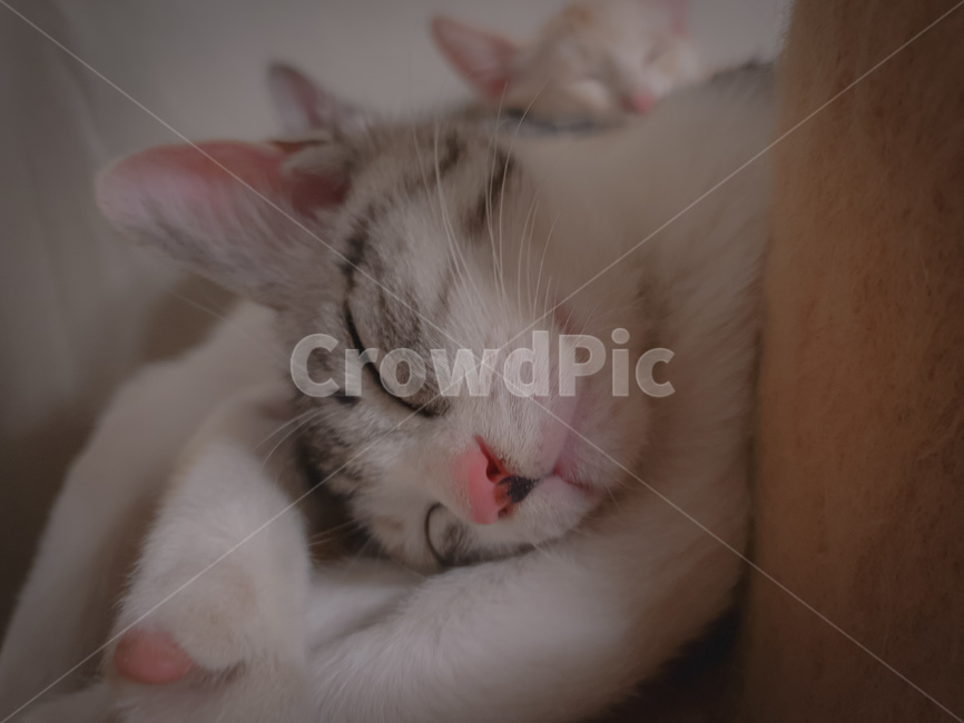 pet,abyssinian,아비시니아,animal,동물,cat,애완동물,포유류,mammal,고양이,잠자는,반려동물,냥이,kitten,kitty,반려묘,귀여운동물,sleeping,귀여움,잠든모습,동물,animal,포유류,mammal,고양이,cat,kitten,kitty