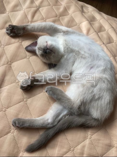 고양이,반려묘,샴고양이,샴고양이블루포인트,cat,animal,pet