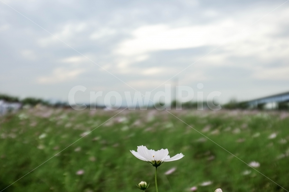 코스모스,외로움,한송이,꽃사진,스냅사진,풍경사진,시선,감성사진,식물,자연,plants,nature,꽃,flower