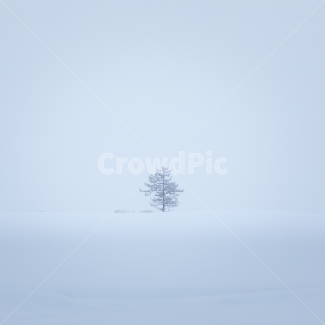 설경,눈,비에이,북해도,겨울풍경,snow,겨울,계절,winter,season,자연,풍경,nature,landscape,식물,plants,나무,trees,wood,blizzard,눈보라,storm,폭풍,outdoors,옥외