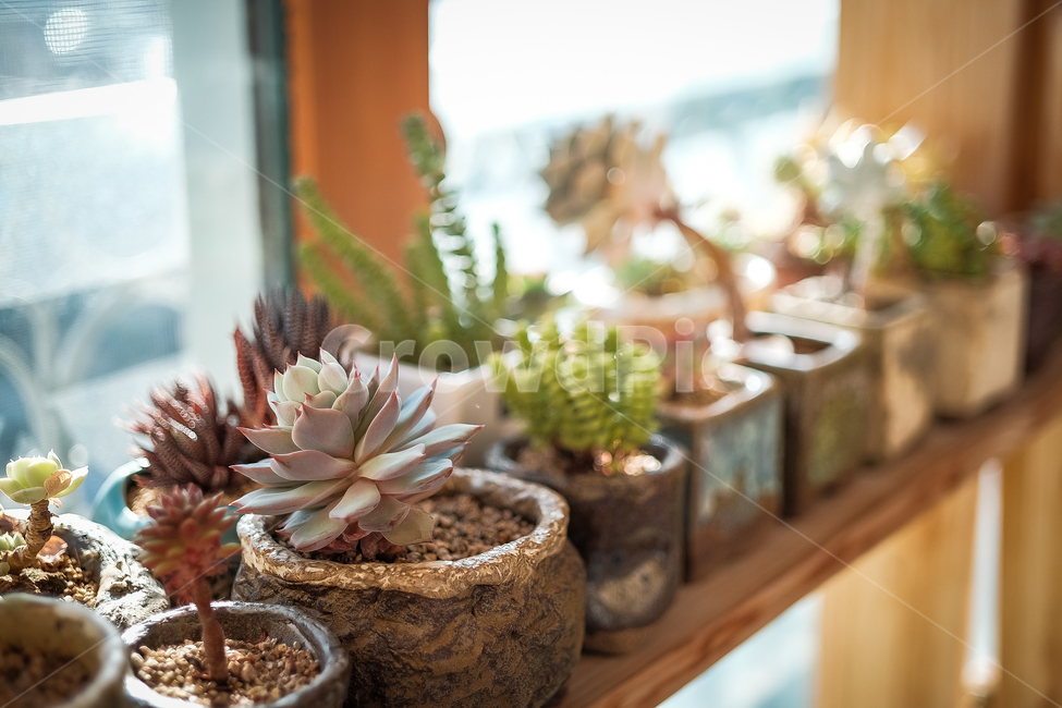 화분,선반,다육이,말린꽃,장미꽃,식물,자연,plants,nature,실내용화초,화분,화초,house plant,감성,sensible,feeling