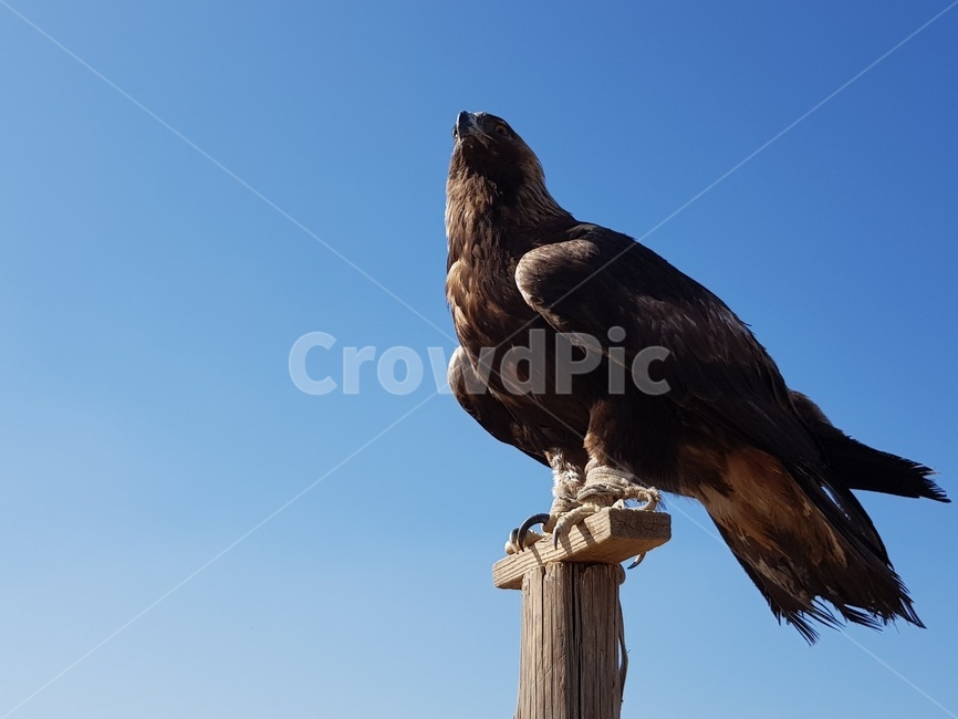 독수리,동물,새,몽골,animal,bird,매,hawk,동물,animal,조류,새,birds