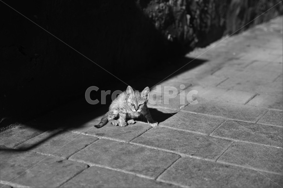 고양이,그림자,보도블럭,빛,도시,고양이,cat,kitten,kitty,흑백,모노톤,monochrome,black and white