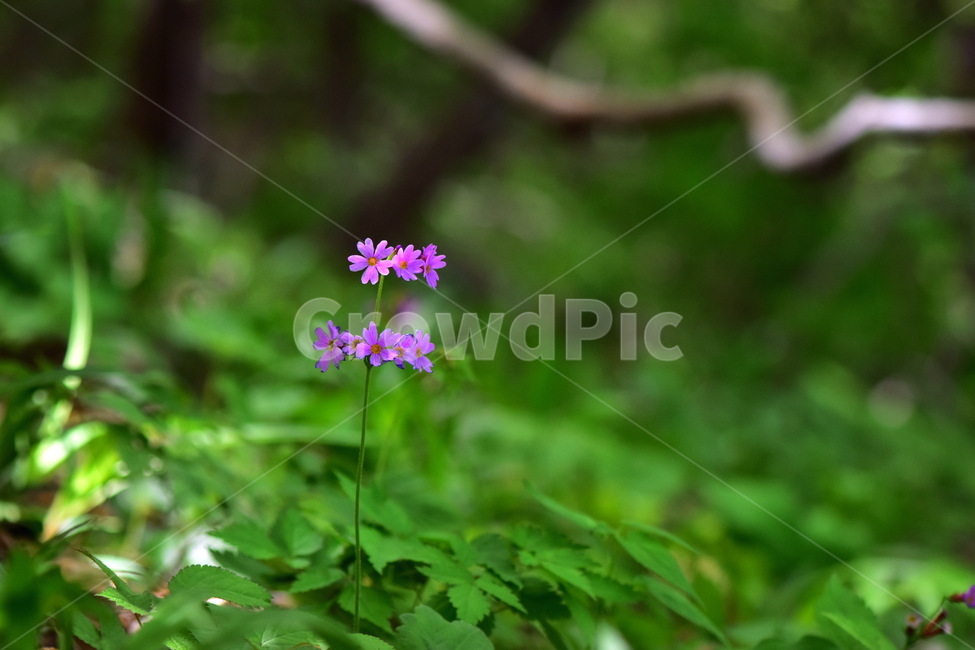 큰앵초,야생화,생태,식물,꽃,자연,힐링,플라워,wildflower,flower,plants,nature,season,감성,느낌,emotion,feeling,초본