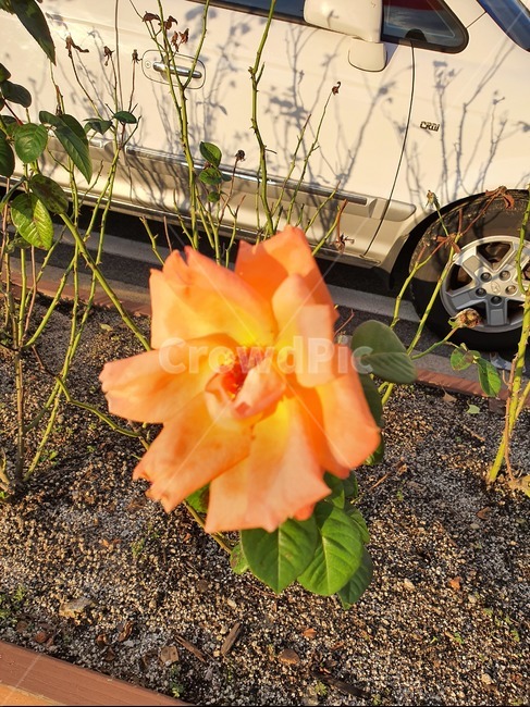 꽃,장미,장미꽃,주황색꽃,식물,식물,자연,plants,nature,꽃,flower