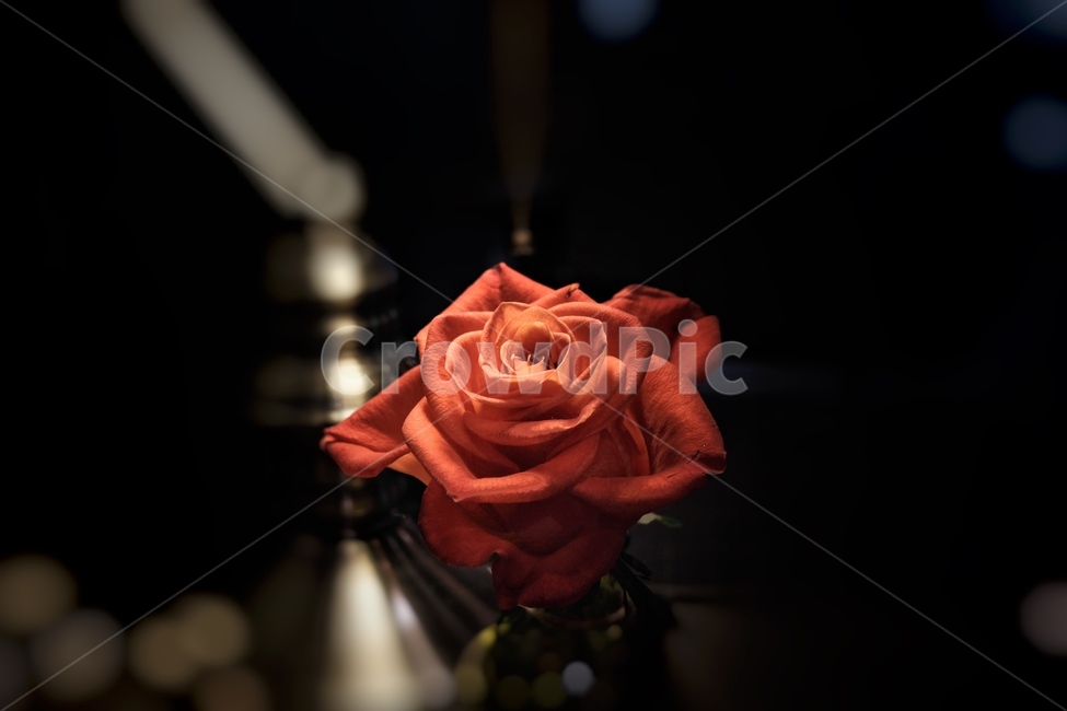 장미,카페,꽃,플라워,레드,식물,자연,plants,nature,꽃,flower,감성,sensible,feeling