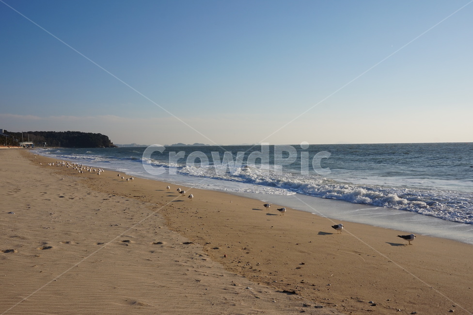 대천해수욕장,대천,바닷가,서해안,갈매기,beach,sea,seagull,gull,파도,wave,모래사장,sand,sandybeach,모래,휴양지