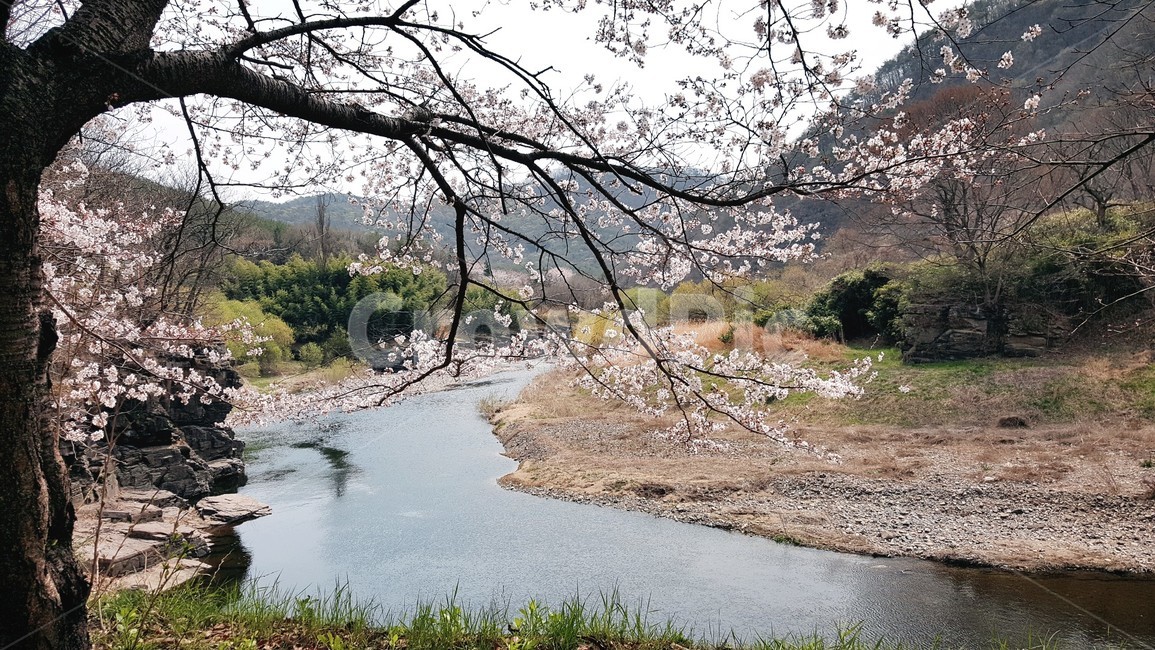 풍경,절경,꽃,강,숲,nature,봄,계절,spring,season