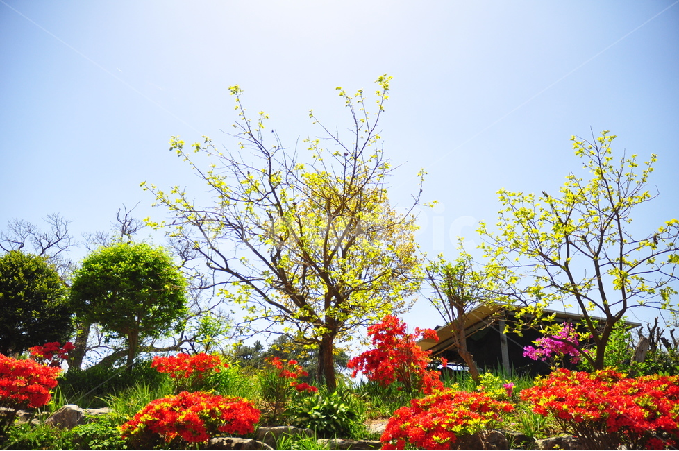 봄,하늘,나무,꽃,정원,자연,식물,새싹,봄,계절,spring,season,식물,자연,plants,nature,꽃,flower,나무,trees,wood,plant