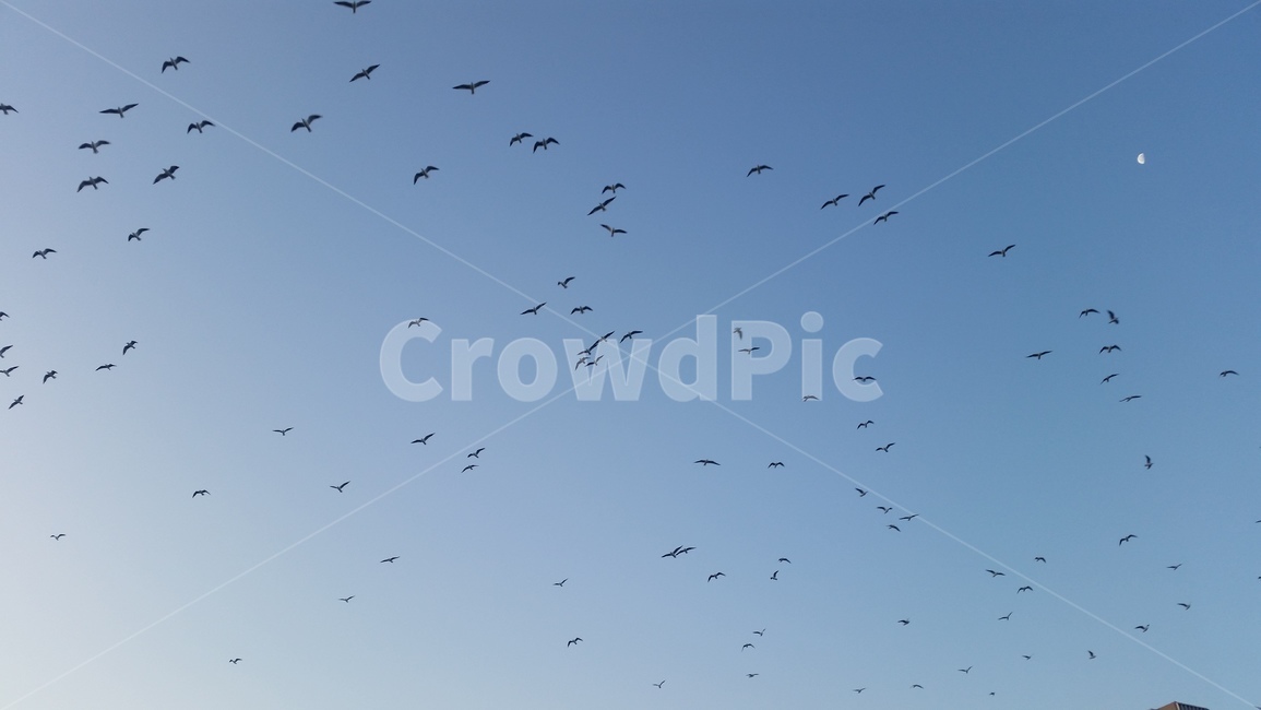 새,구름,빛,파랑,하늘색,새떼,자연,bird,sky,theair,하늘