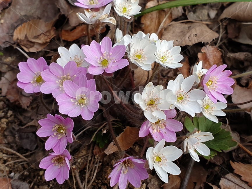 꽃,야생화,노루귀,들꽃,봄꽃,식물,flower